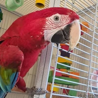 Scarlet Macaw Parrots. WhatsApp me +18032580516