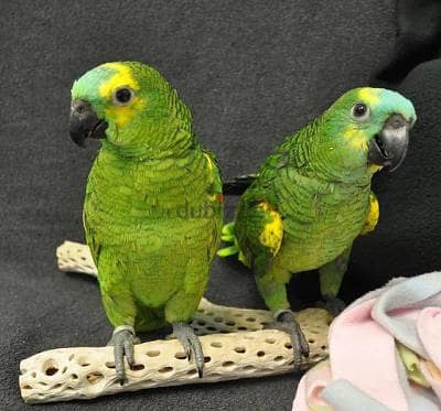 Blue Fronted Amazon parrots. WhatsApp me +18032580516