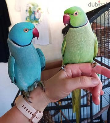 Hand Fed Indian Ringneck. WhatsApp me +18032580516