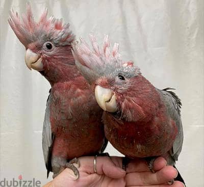 Galah Cockatoo Parrots. WhatsApp me +18032580516