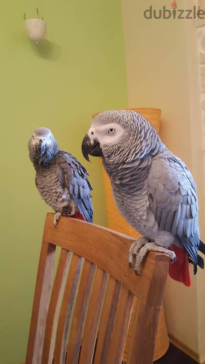 Talking African Grey Parrots. WhatsApp me +18032580516