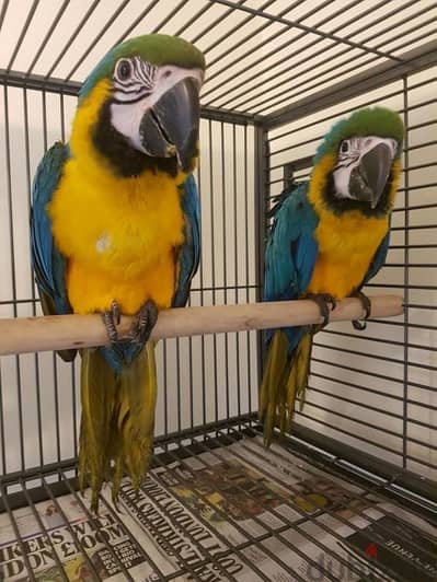 Blue and Gold Macaw Parrot. WhatsApp me +18032580516