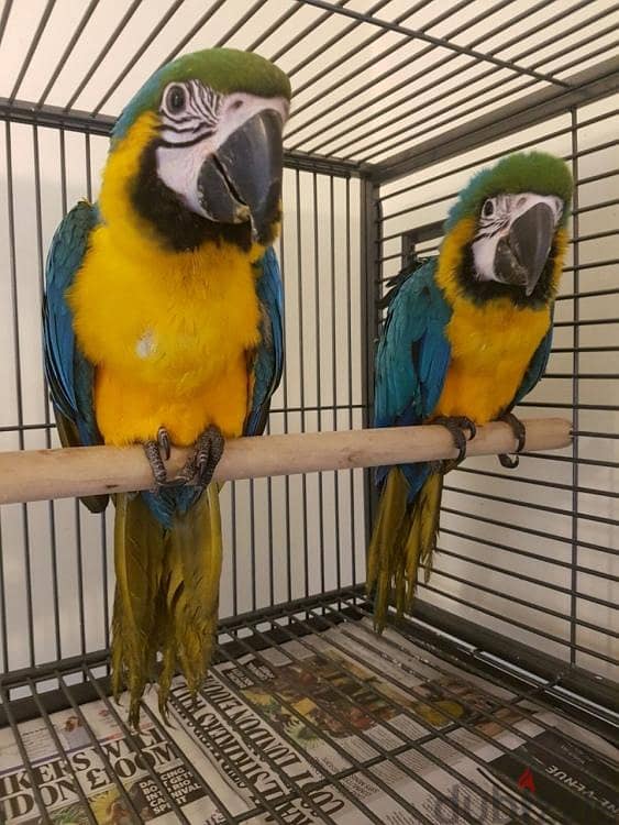 Blue and Gold Macaw Parrot. WhatsApp me +18032580516 0