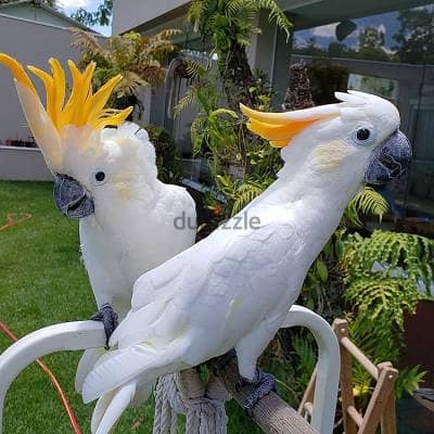 Sulphur-crested Cockatoo Parrots. WhatsApp me +18032580516