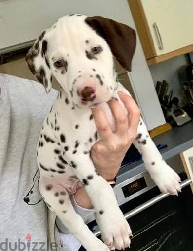 Whatsapp Me +966583921348 Dalmatian Puppies 1