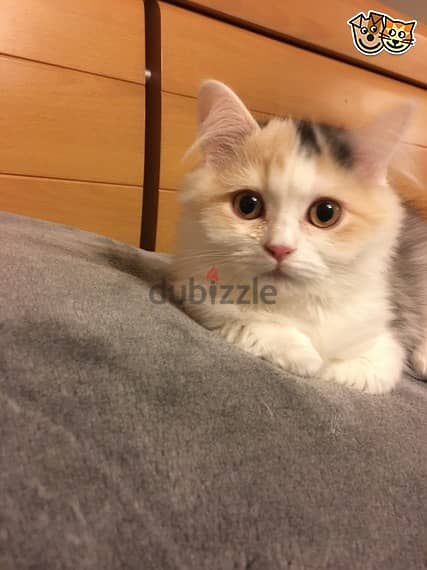 Whatsapp Me +972555074990 Scottish Fold Cats 1