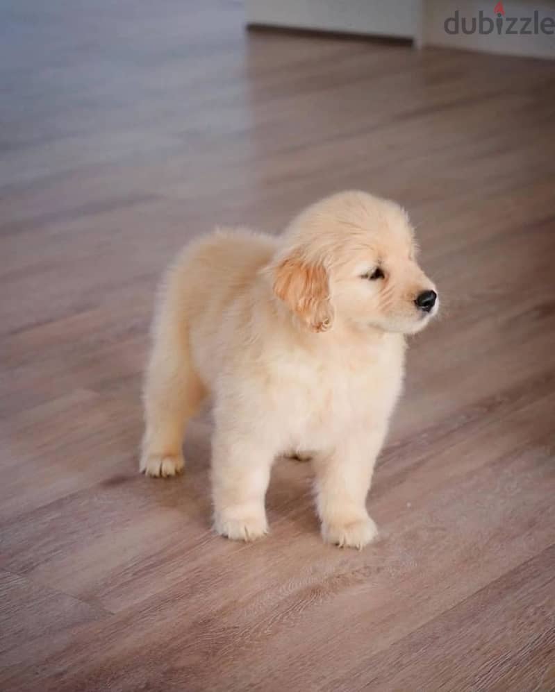 Golden Retriever//WhatsApp +971502618837 0