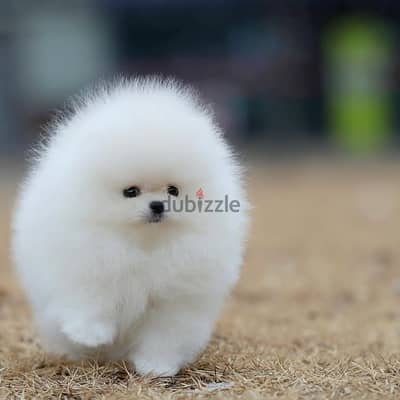 Pomeranian// WhatsApp +966568218820