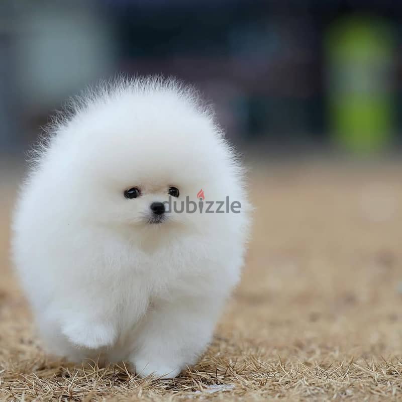 Pomeranian// WhatsApp +966568218820 0