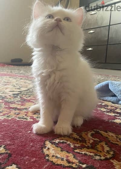 female Persian moon face for sale