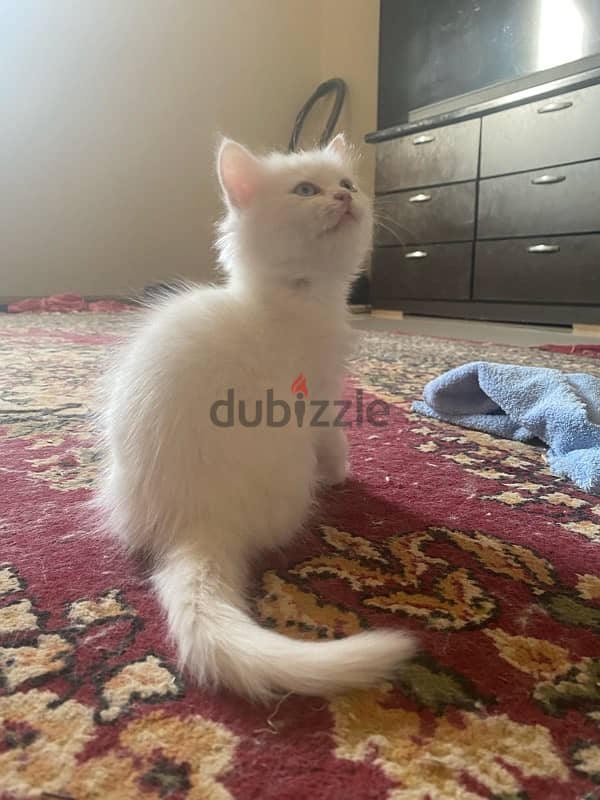 female Persian moon face for sale 1