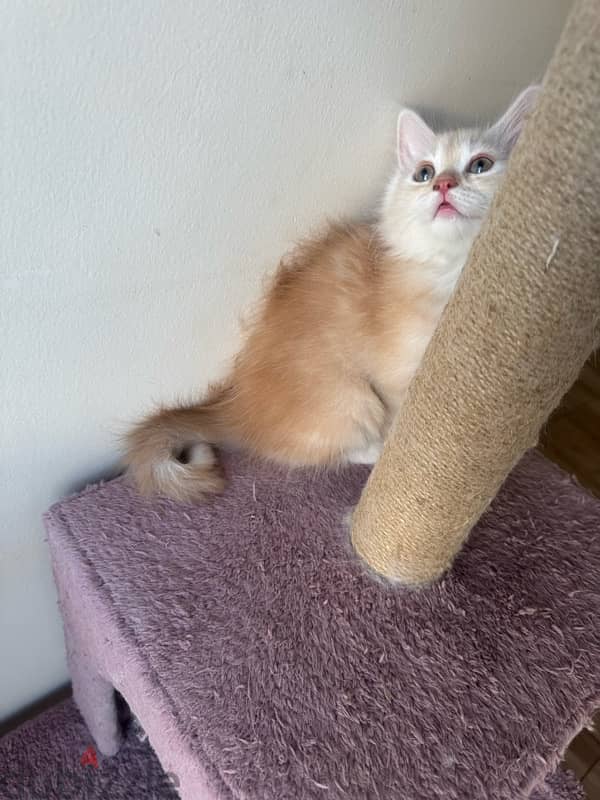 female Persian moon face for sale 3