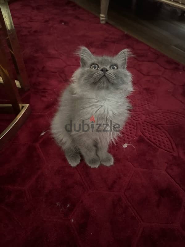 kitten Persian moon face for sale 0