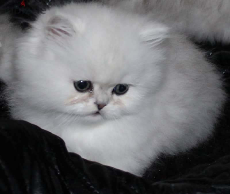 Whatsapp Me +966583921348 Persian Cats 1