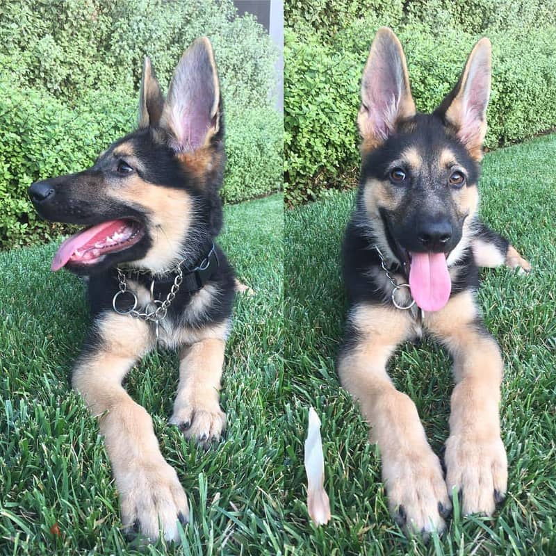 German Shepherd  puppy for sale 0