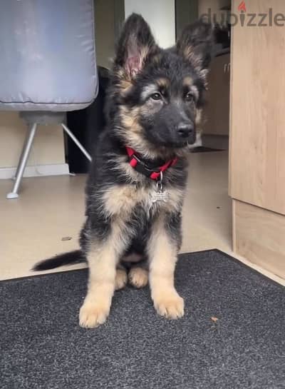 German Shepherd  for sale