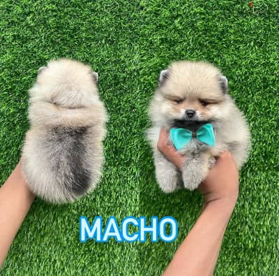 Super mini Pom for sale