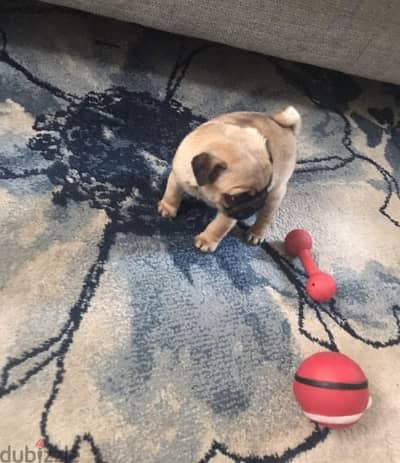 Male Pug for sale