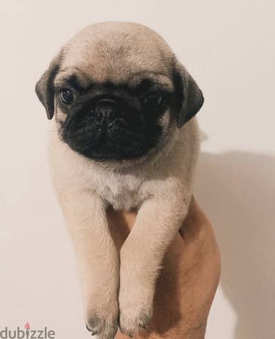 Pug for sale