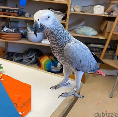 Whatsapp Me +966588993320 African Gray Parrots