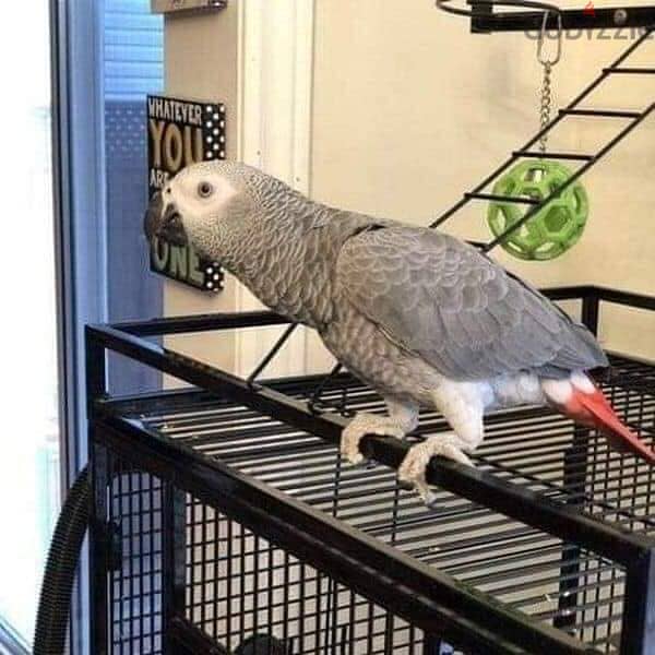 Whatsapp Me +966588993320 African Gray Parrots 1