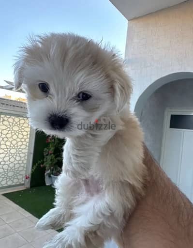 كلب مالتيز بيور للبيع (Pure maltese dog for sale)