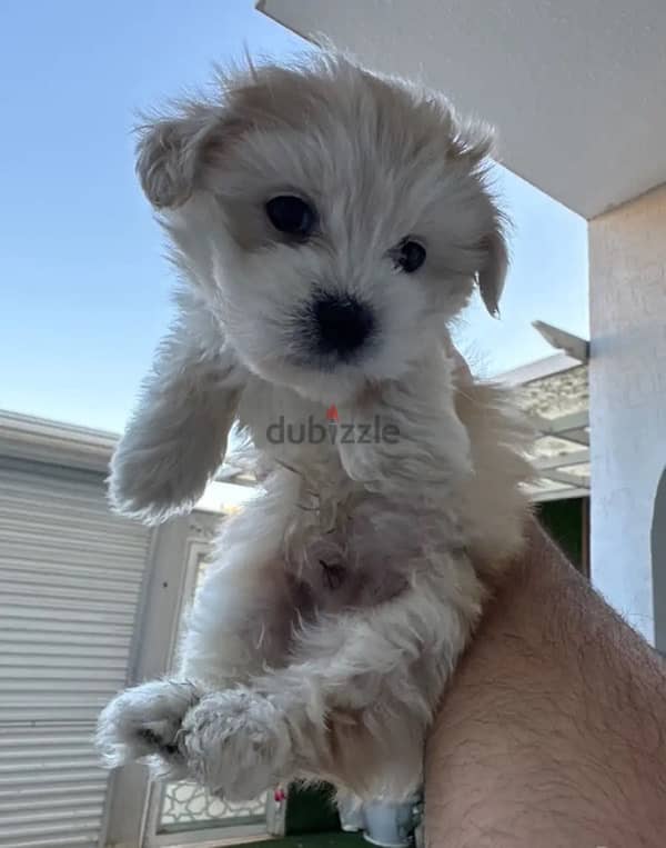 كلب مالتيز بيور للبيع (Pure maltese dog for sale) 1