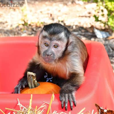 Whatsapp Me +972555074990 Capuchin Monkey