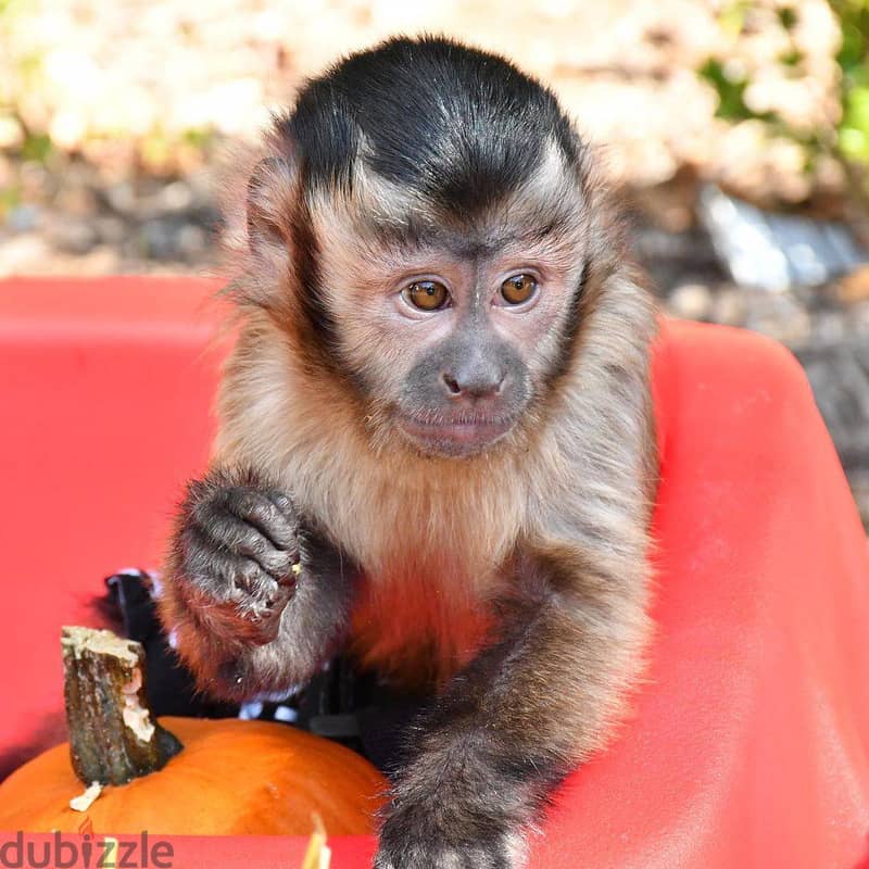 Whatsapp Me +972555074990 Capuchin Monkey 1