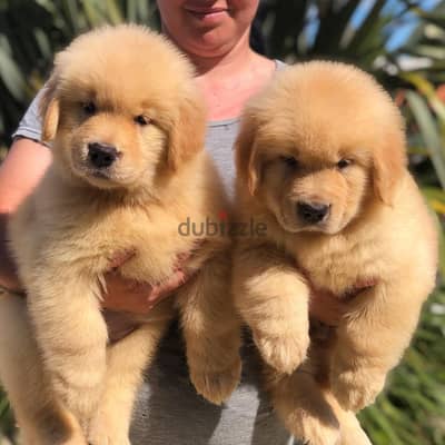 Golden Retriever// WhatsApp +97455937699