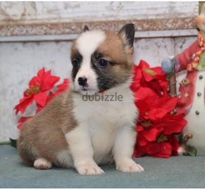 Whatsapp Me +966583921348 Welsh Pembroke Puppies