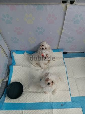 Maltese Puppies for Sale