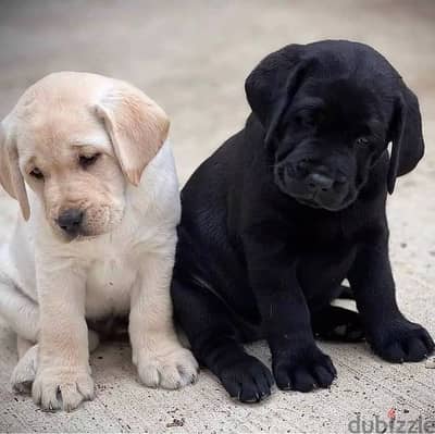 Labrador Retriever Puppies Whatsapp me +972553390216