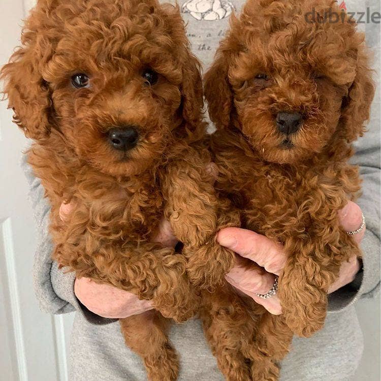 Healthy Toy Poodle Puppies / Whatsapp Me ::+972553390216 0