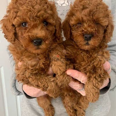 Healthy Toy Poodle Puppies / Whatsapp Me ::+972553390216