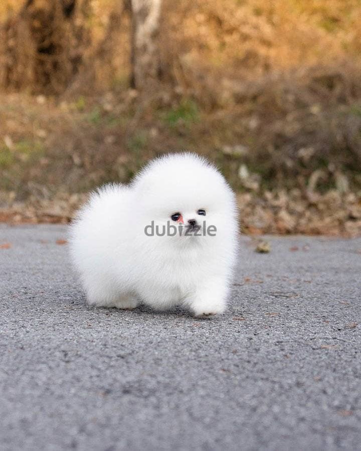 Pomeranian Puppies Whatsapp me +972553390216 1