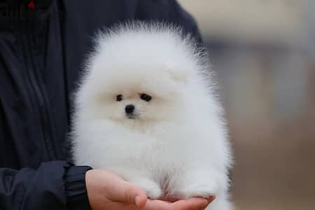 Pomeranian// WhatsApp +966568218820