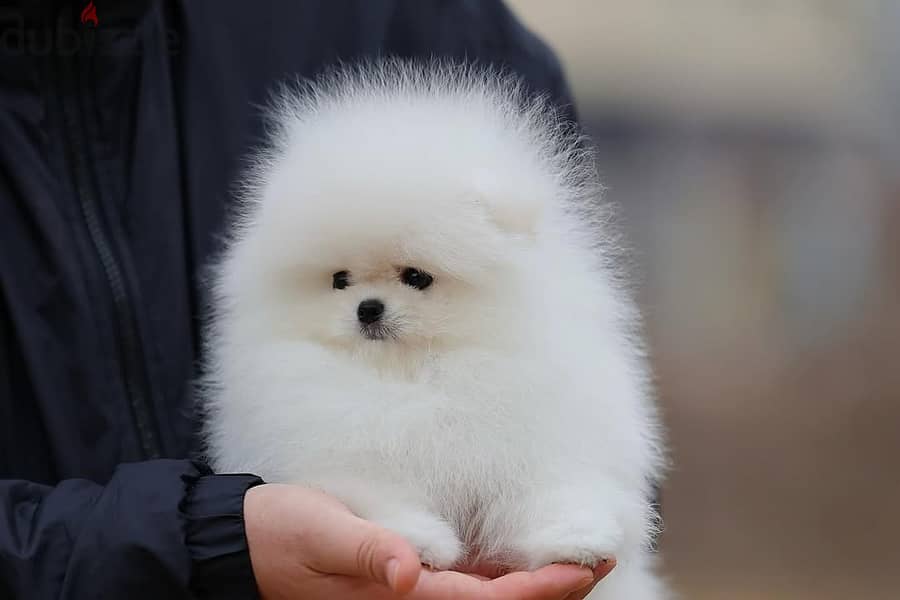 Pomeranian// WhatsApp +966568218820 0