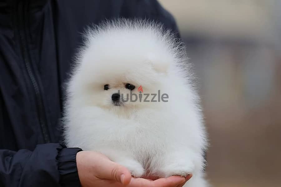 Pomeranian// WhatsApp +966568218820 0