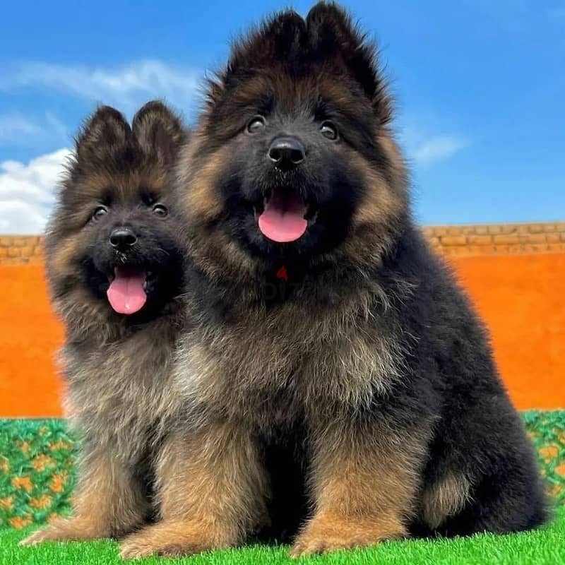 German shepherd// WhatsApp +966568218820 0