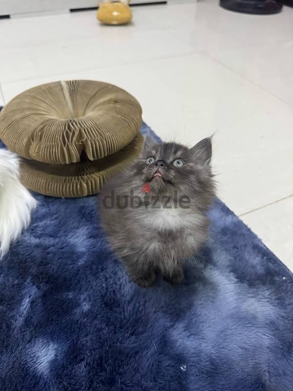 kitten himalaya for sale 2