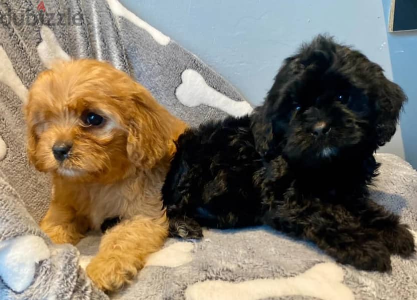 Cavapoo Puppies 0