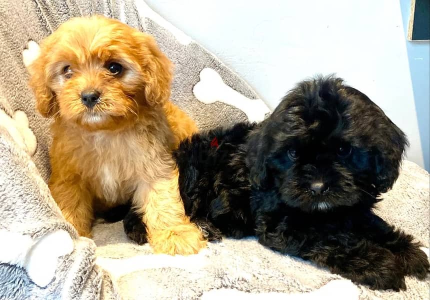 Cavapoo Puppies 1