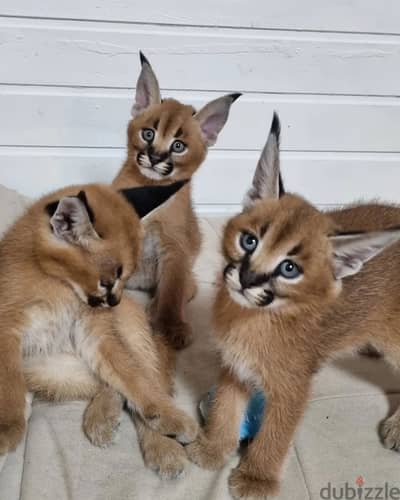 Whatsapp Me +966588993320 Caracal Cats