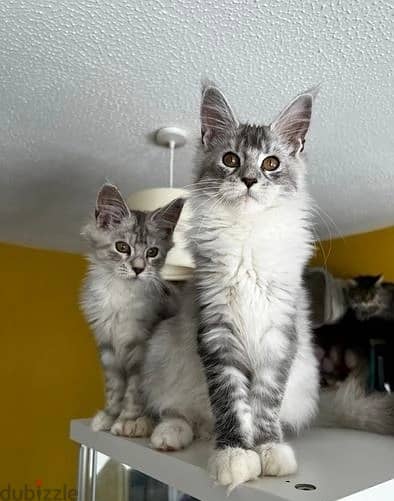 Whatsapp Me +972555074990 Maine Coon Cats