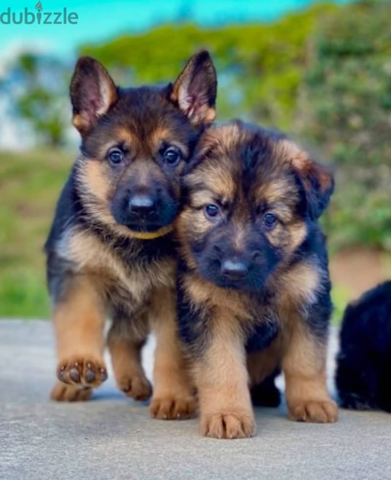 German Shepherd// WhatsApp +966568218820 0