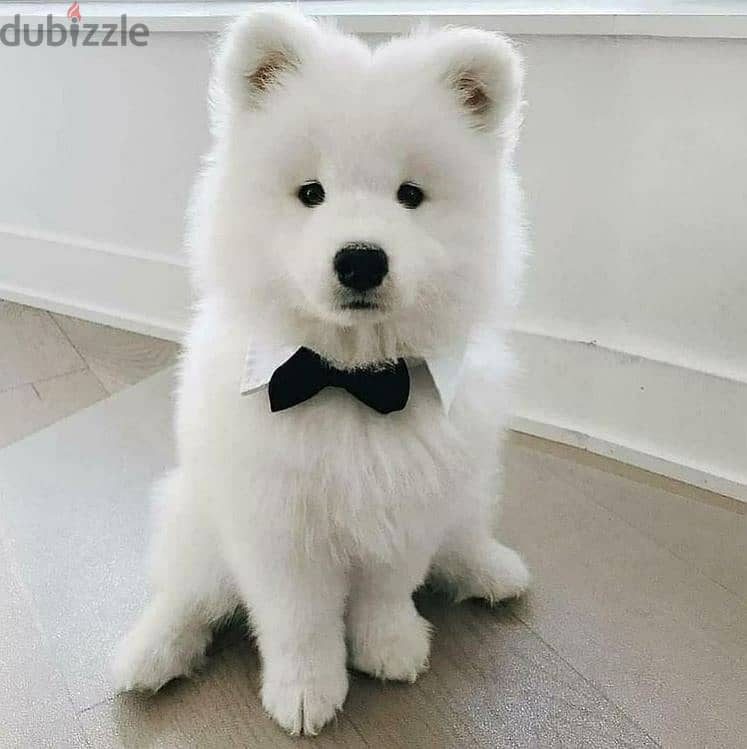 Samoyed// WhatsApp +966568218820 0