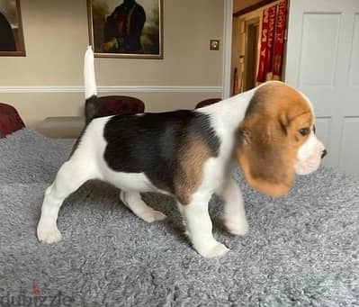 Whatsapp Me +966583921348 Beagle Puppies