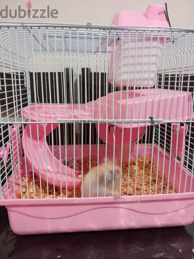 Free House Mouse with Cage, Bedding & Food