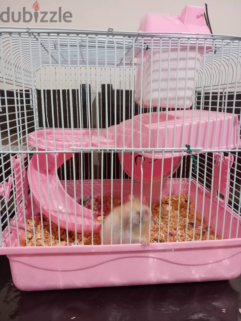 Free House Mouse with Cage, Bedding & Food 0